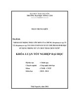 Khảo sát động thái lên men của chủng Streptomyces sp. T1 và Streptomyces sp. T4 làm cơ sở sản xuất chế phẩm sinh học sử dụng trong xử lý chất thải chăn nuôi.