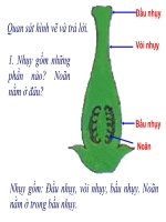 Bài giảng thụ tinh kết quả và tạo hạt môn sinh 6