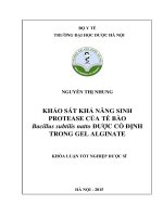 Khảo sát khả năng sinh protease của tế bào bacillus subtilis natto được cố định trong gel alginate