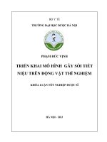 Triển khai mô hình gây sỏi tiết niệu trên động vật thí nghiệm