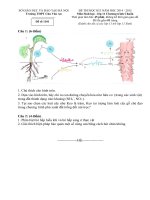 ĐỀ THI HK 1 2015 MÔN SINH HỌC 11 BAN CƠ BẢN TRƯỜNG CHU VĂN AN