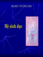 HỆ SINH DỤC, ĐẠI HỌC Y TẾ CÔNG CỘNG