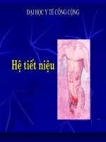 HỆ TIẾT NIỆU, ĐẠI HỌC Y TẾ CÔNG CỘNG