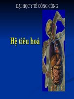 HỆ TIÊU HÓA - ĐẠI HỌC Y TẾ CÔNG CỘNG