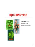 ĐẠI CƯƠNG VIRUS, ĐẠI HỌC Y TẾ CÔNG CỘNG