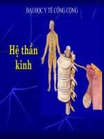 HỆ THẦN KINH, ĐẠI HỌC Y TẾ CÔNG CỘNG