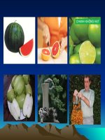 bài 35 hoocmon thực vật sinh học 11