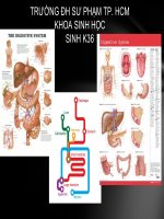 bài thuyết trình về hệ tiêu hóa