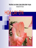 bài thuyết trình hoa lay ơn