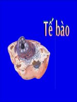 các phương pháp kỹ thuật nghiên cứu tế bào và mô