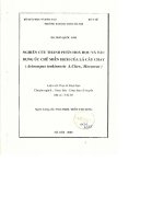 Nghiên cứu thành phần hóa học và tác dụng ức chế miễn dịch của lá cây chay