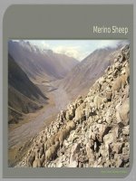 Wool fiber - Wool fibre structure and Properties