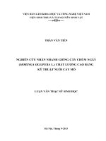 nghiên cứu nuôi cấy mô cây chùm ngây