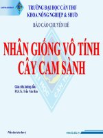 NHÂN GIỐNG VÔ TÍNH CÂY CAM SÀNH