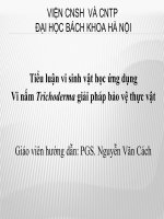 Tiểu luận vi sinh vật học ứng dụng Vi nấm Trichoderma giải pháp bảo vệ thực vật