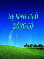hệ sinh thái đồng cỏ