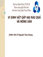 VI SINH VẬT GÂY HẠI RAU QUẢ VÀ NÔNG SẢN