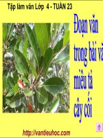 TẬP LÀM VĂN LỚP 4 - ĐOẠN VĂN TRONG BÀI VĂN MIÊU TẢ CÂY CỐI