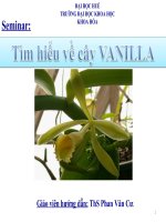Tìm hiểu về cây VANILLA