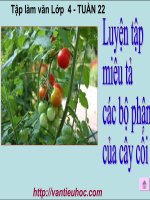 TẬP LÀM VĂN LỚP 4 LUYỆN TẬP MIÊU TẢ CÁC BỘ PHẬN CỦA CÂY CỐI
