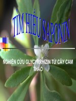 TÌM HIỂU SAPONIN NGHIÊN CỨU GLYCYRRHIZIN TỪ CÂY CAM THẢO