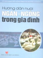 Hướng dẫn nuôi ngan - ngỗng trong gia đình