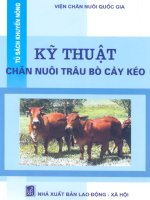 Chăn nuôi trâu bò cày kéo