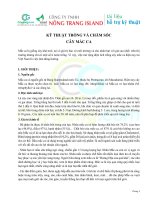 Kỹ thuật trồng và chăm sóc cây Mắc Ca