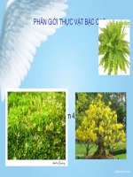 PHÂN GiỚI THỰC VẬT BẬC CAO