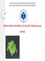 NHÂN GIỐNG INVITRO CÂY DẠ YẾN THẢO (Petunia hybrida)