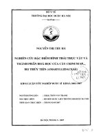 Nghiên cứu đặc điểm thực vật và thành phần hóa học của cây crinum sp , họ thủy tiên (amaryllidaceae)