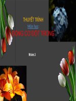 HỆ THỐNG PHUN NHIÊN LIỆU  DIESEL ĐIỆN TỬ