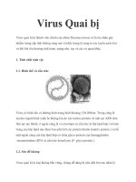 Tài liệu virus quai bị  