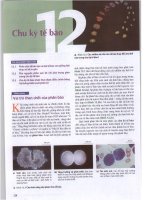SINH HỌC CAMPBELL SINH HỌC CAMPBELLchương 12 chu kì tế bào