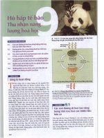 SINH HỌC CAMPBELLchương 9 hô hấp và thu nhận năng lượng hóa học