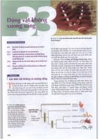 chương 33 động vật không xương sống 
