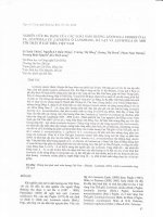 Nghiên cứu đa dạng của các loài nấm hương lentinula edodes ở sapa, lentinula CF  lateritia ở langbiang, đà lạt và lentinula sp  mới tìm thấy ở cát tiên, việt nam 