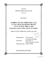 Nghiên cứu đặc điểm thực vật và tác dụng hạ đường huyết của cây dây thìa canh