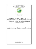 Nghiên cứu ảnh hưởng của thời vụ, khoảng cách mật độ trồng đến năng suất và chất lượng giống ngô nếp lai HN88 tại thái nguyên