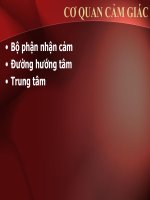 Bài giảng sinh lý thị giác (PGs  ts  nguyễn trung kiên) 