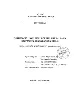 Nghiên cứu loài bình vôi thu hái tại sapa (stephania brachyandra diels)