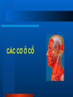 Bài giảng cơ cổ và động mạch cổ 