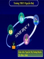 Bài 10: Giảm phân Sinh học lớp 9