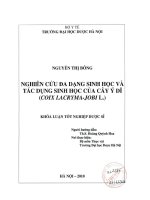 Nghiên cứu đa dạng sinh học và tác dụng sinh học của cây ý dĩ (coix lacryma  jobi l )