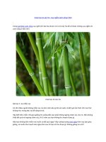 3 bài học từ cây tre