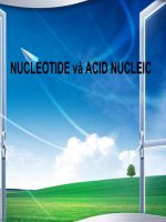 Bài giảng cấu trúc và chức năng nucleotide 