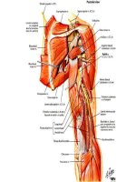 Slide bài giảng chi trên 