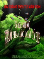 Bài giảng điện tử mầm non lớp Mầm đề tài MTXQ: Khám phá các loại cá đẹp
