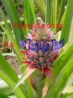 Bài giảng điện tử mầm non lớp Mầm đề tài Sự tích quả thơm