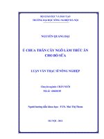 Ủ chua thân cây ngô làm thức ăn cho bò sữa
